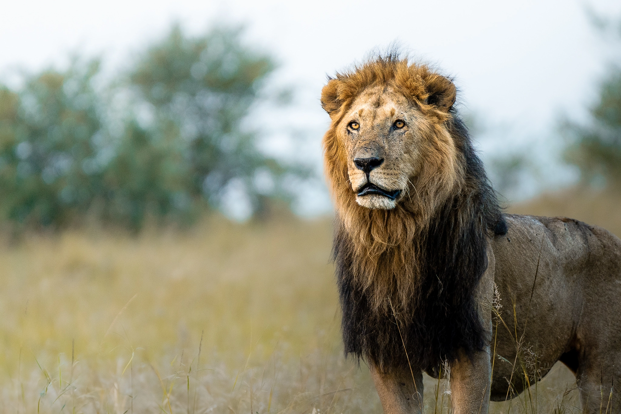 Wildlife Photography by Udara Karunarathna