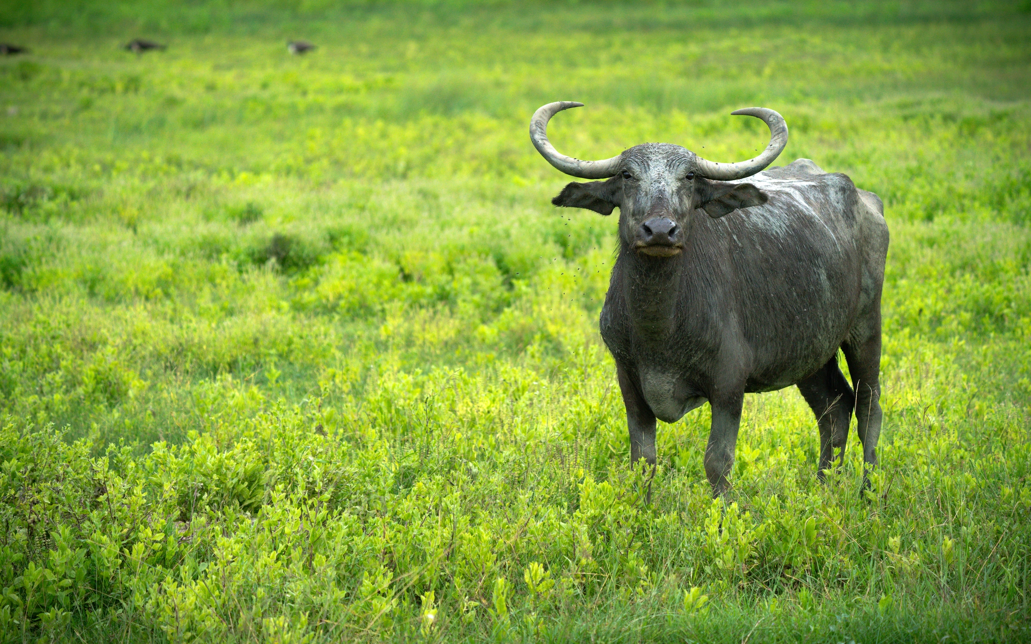 Wildlife Photography by Udara Karunarathna