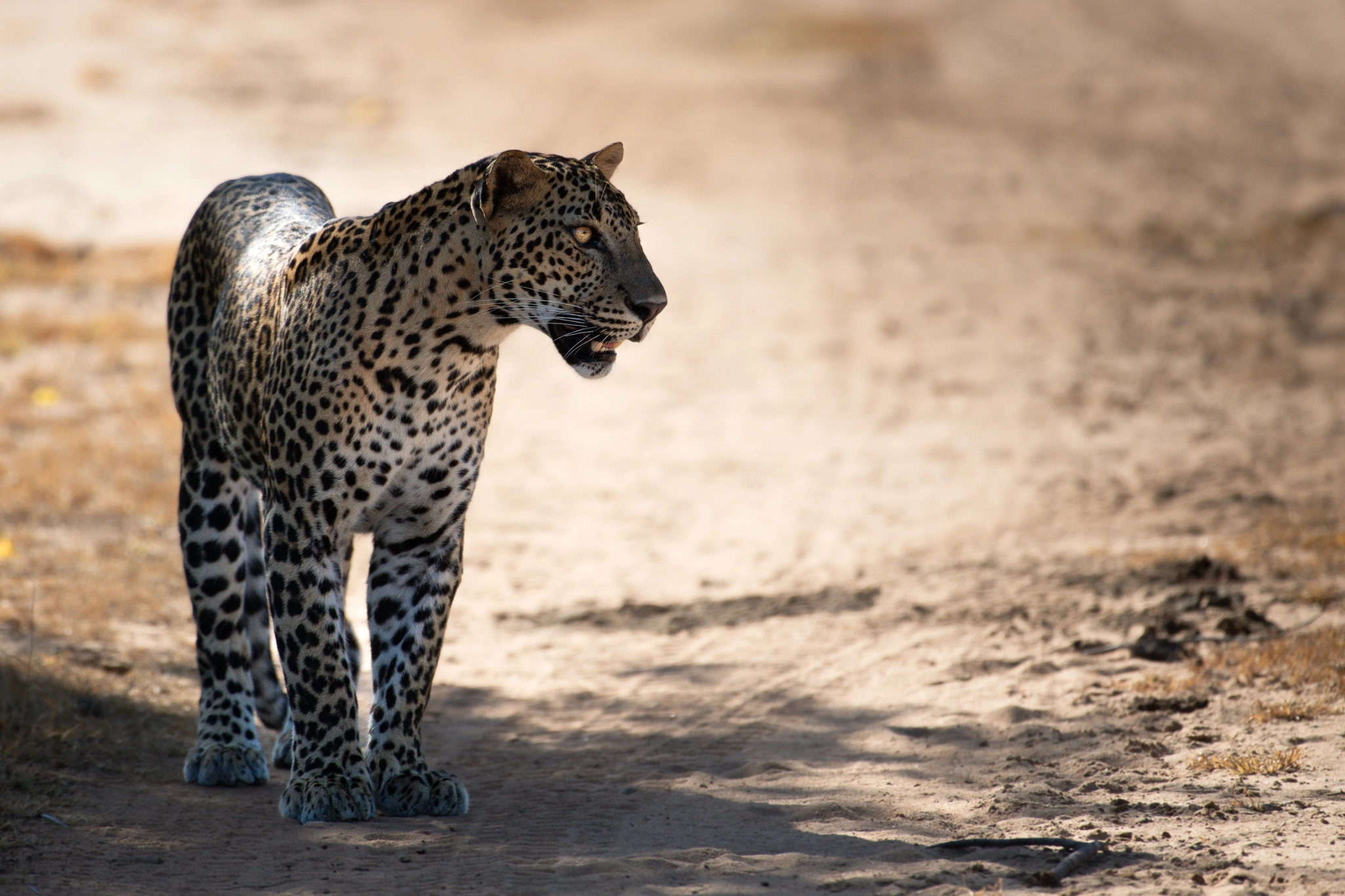 Wildlife Photography by Udara Karunarathna