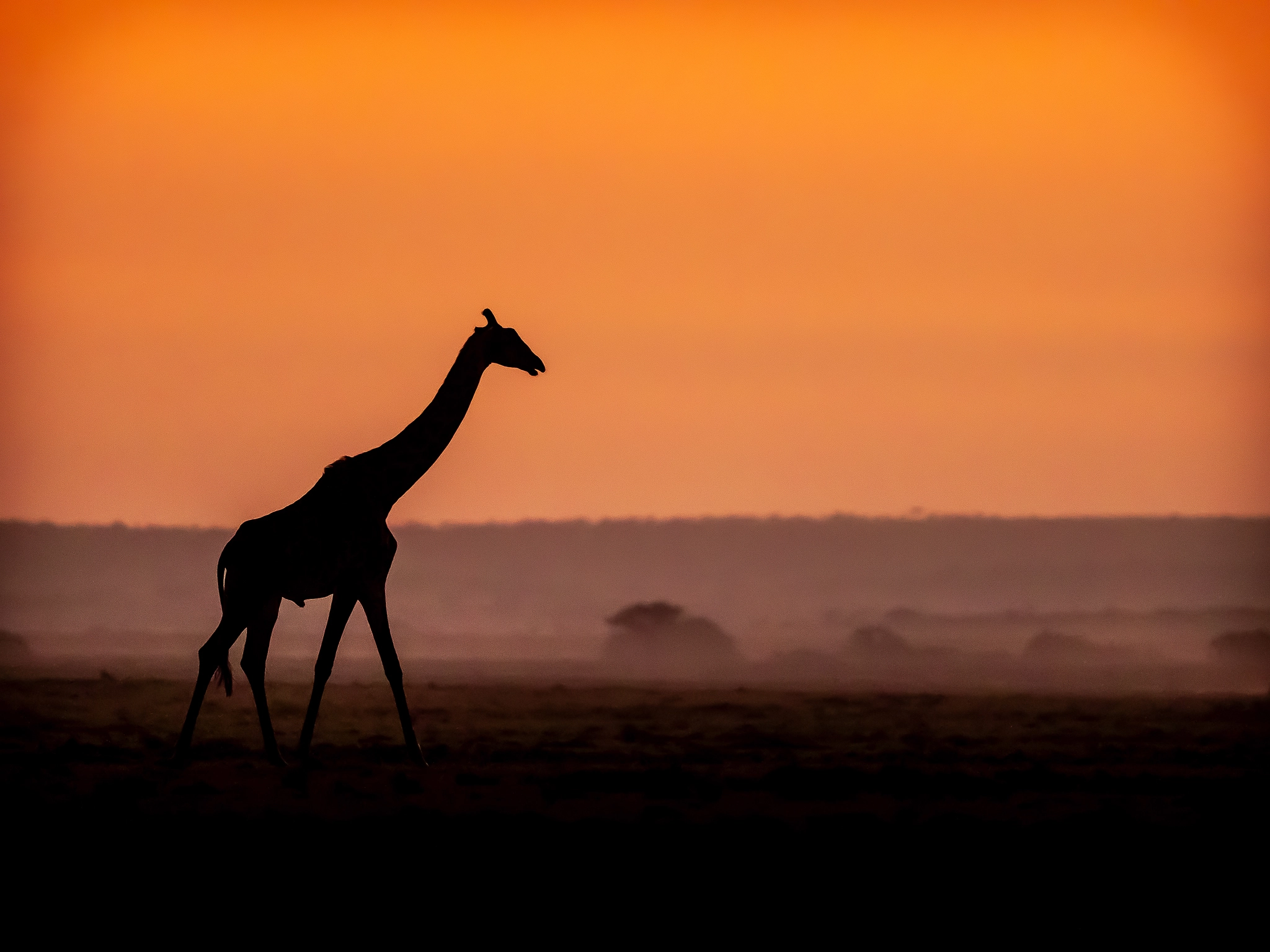 Wildlife Photography by Udara Karunarathna