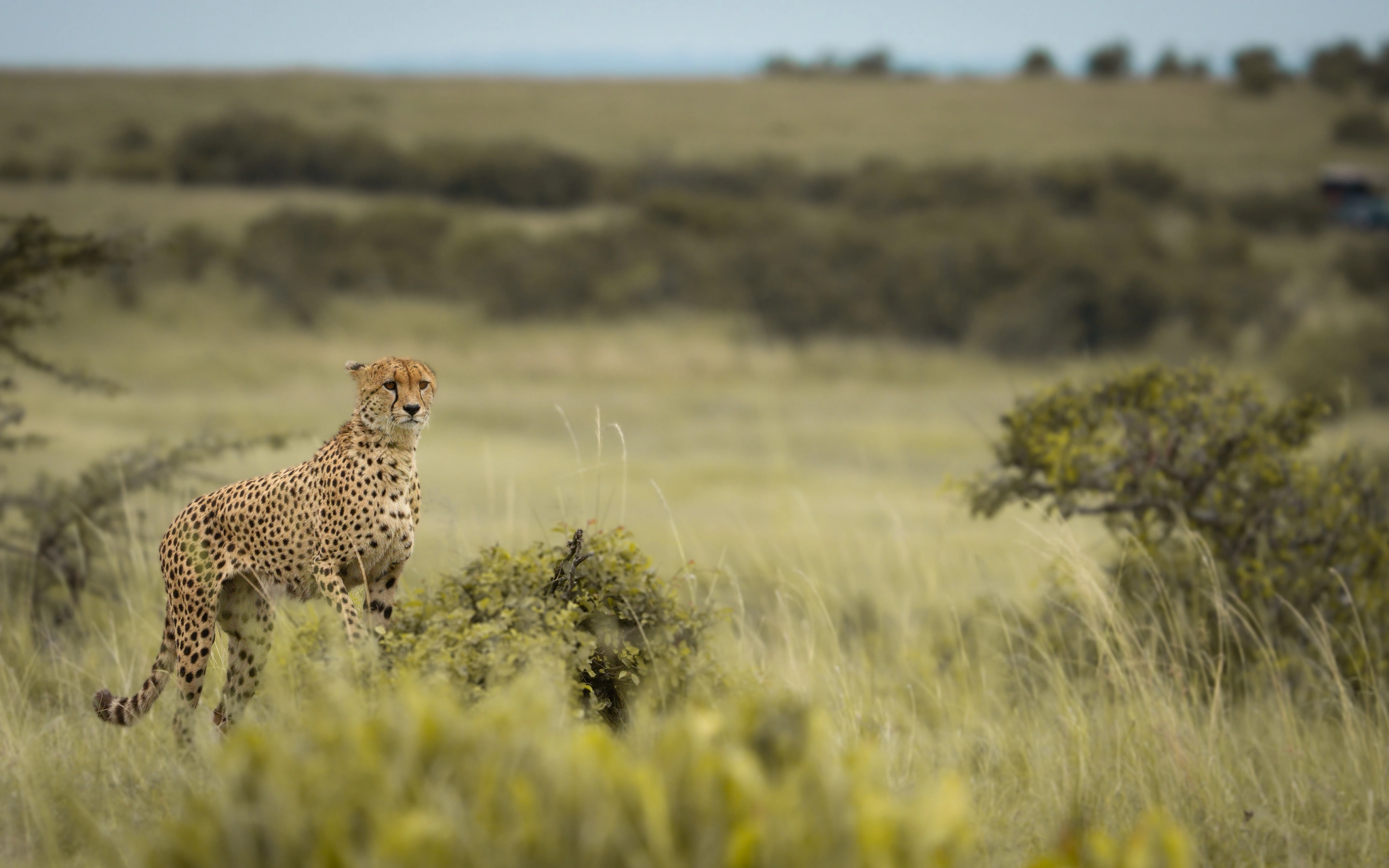 Wildlife Photography by Udara Karunarathna