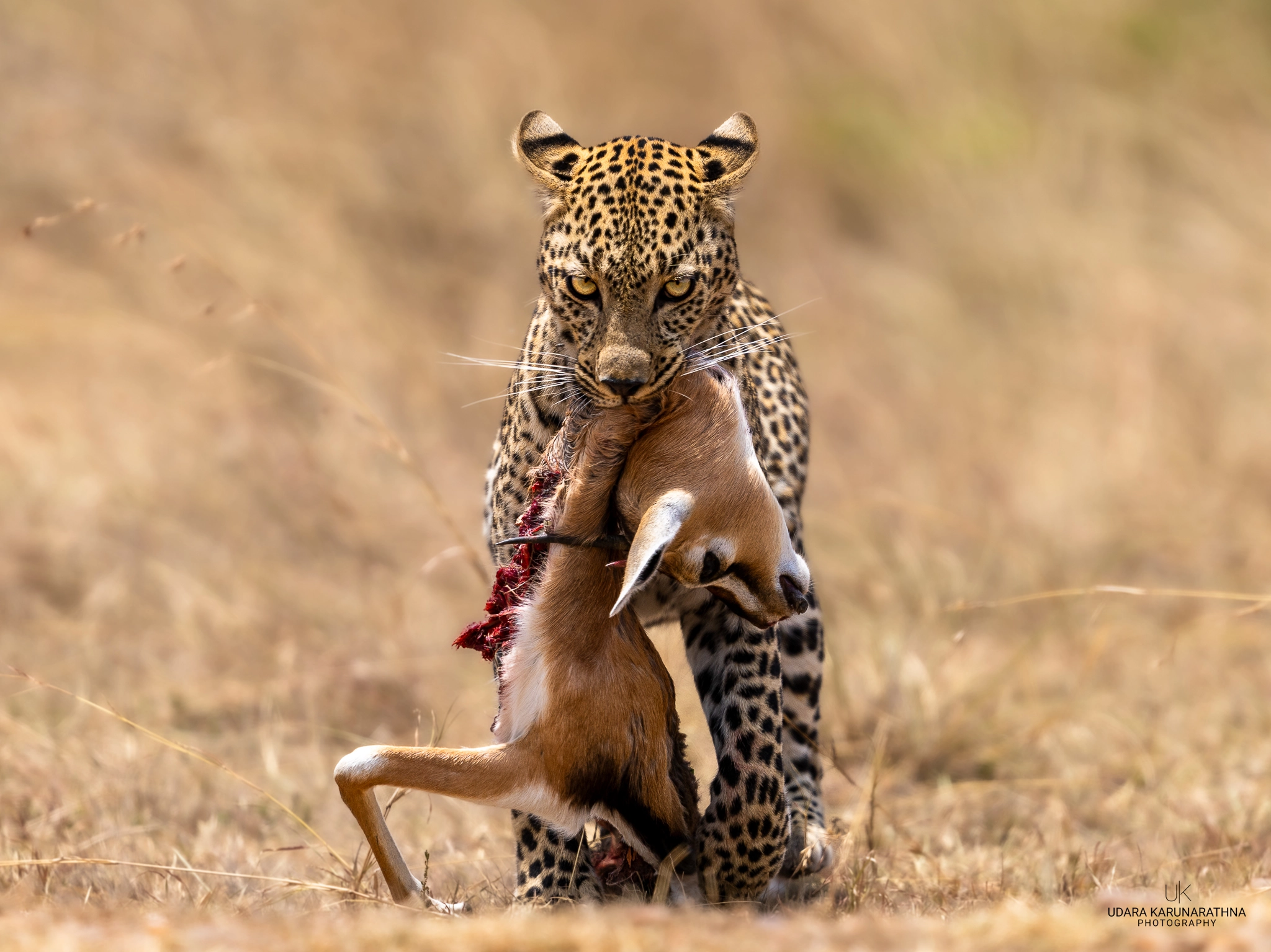 Wildlife Photography by Udara Karunarathna