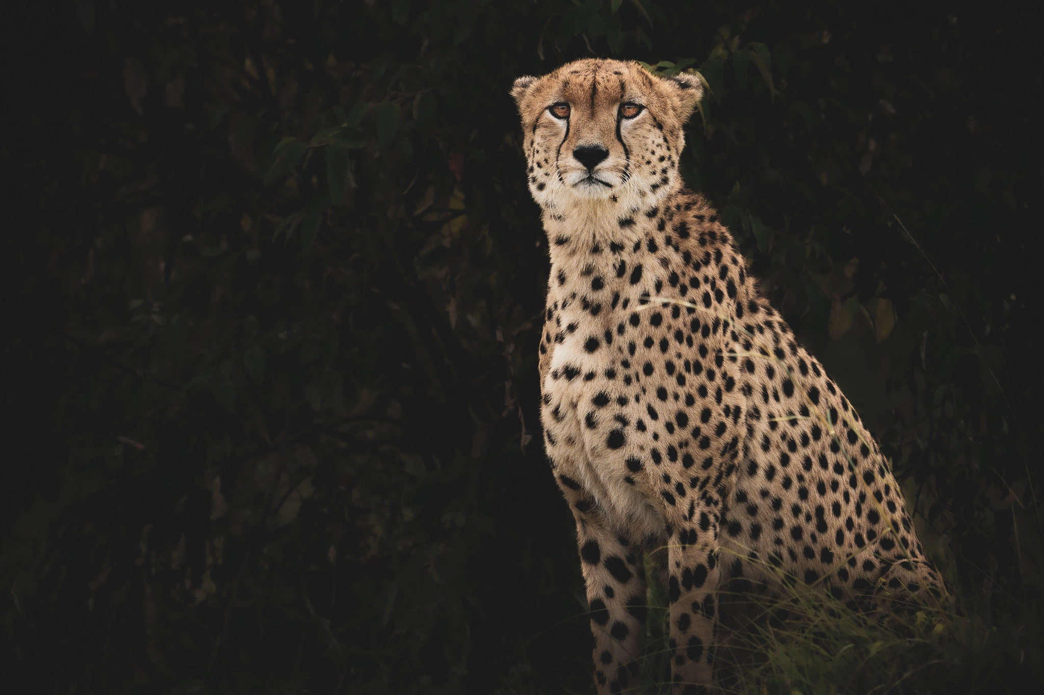 Wildlife Photography by Udara Karunarathna