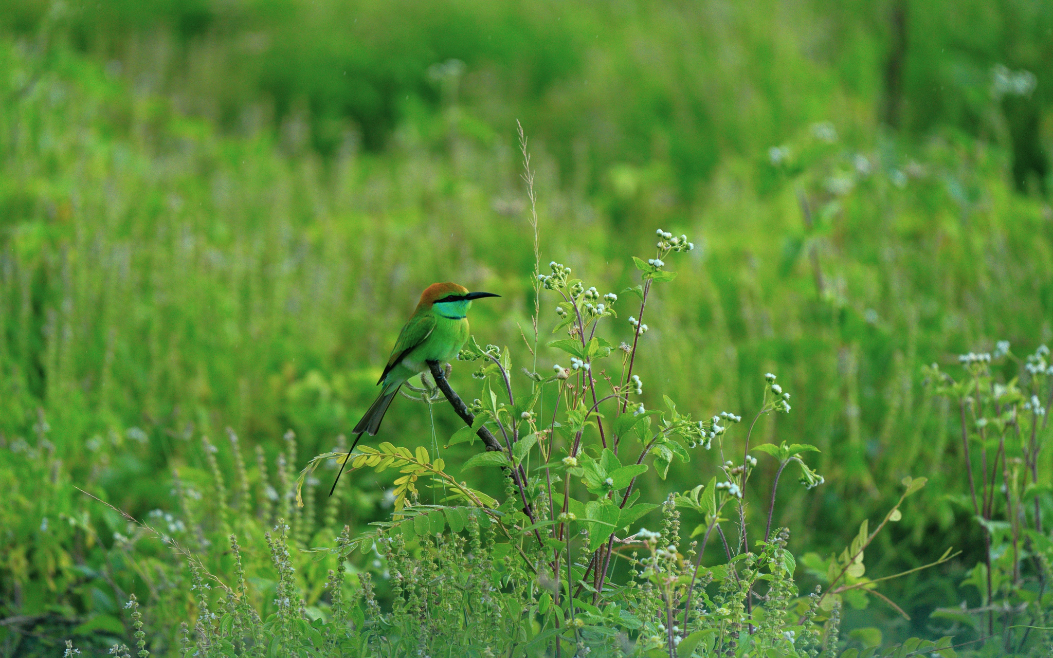 Wildlife Photography by Udara Karunarathna