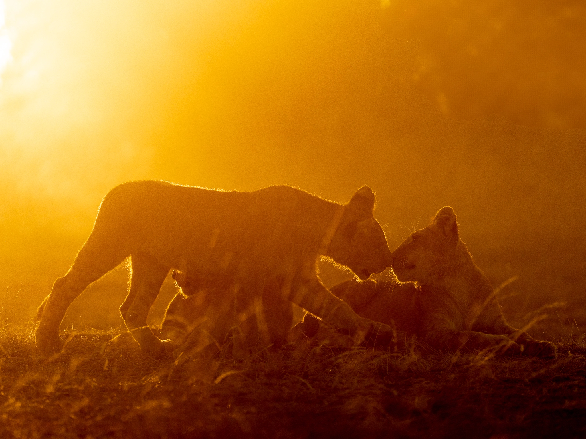 Wildlife photography by Udara Karunarathna 1
