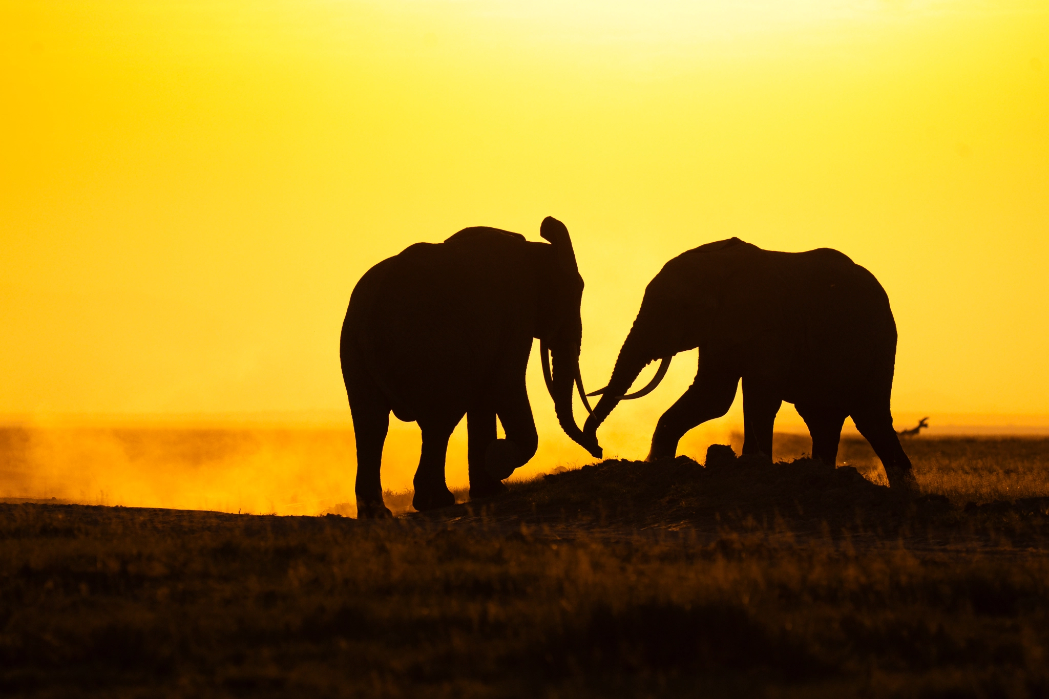 Wildlife photography by Udara Karunarathna 4